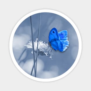 Blue butterfly Magnet